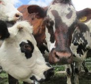 Norte de Santander tiene restricción para movilizar ganado en pie a otros departamentos del país. Cortesía