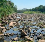 Los bajos niveles del río Pamplonita además de causar una emergencia ambiental, trae otros problemas consigo como la proliferación de mosquitos. La Opinión