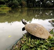 3.326 (41,67%) de ellos ya fueron identificadas y 4.649 (58,33%) están en proceso de identificación. Colprensa.