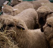 La prohibición no se aplica para las investigaciones con fines médicos o para las pruebas de medicamentos. Colprensa.