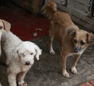 Archivo / La Opinión