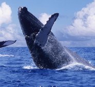 Ballenas jorobadas en Bahía Solano. Colprensa