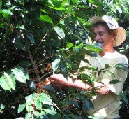 El café representa para el país exportaciones del orden de los US2,6 millones siendo el primer producto de exportación en el sector agropecuario. Colprensa.