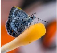 Fotografía cedida por el Museo de Historia Natural de Florida donde se muestra a una mariposa “Miami Blue” posada sobre un hisopo impregnado con la bebida Gatorade.  Colprensa.