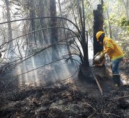 Bosque de Unguía, Chocó. Colprensa