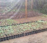 La Unidad Técnica Ambiental conjuntamente con Centrales Eléctricas y el Jardín Botánico coordinan el Banco de Semilla con especies nativas. Cortesía