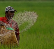 La llegada de las cosechas de los Llanos Orientales han disminuido los precios del arroz en el mercado. Una dinámica que se mantendrá durante todo el segundo semestre del año. Archivo