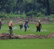 La entrega de la certificación en Buenas Prácticas Agrícolas para los productores se llevó a cabo en las instalaciones de la Federación Nacional de Arroceros (Fedearroz), en Cúcuta. Archivo