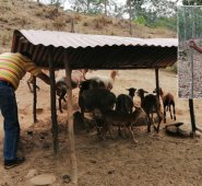 Con el aporte de la URT, Fernando Orozco cría 15 camuros. Además, tienen un proyecto productivo de novillos de raza Cebú. Cortesía