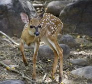 Los venados son mamíferos que cumplen una función esencial en los ecosistemas del departamento y se espera dar liberación a los tres ejemplares prontamente. Cortesía
