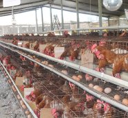 Archivo / La Opinión