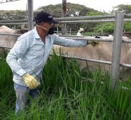 El ICA va a presentar la zona de protección de Norte de Santander ante la OIE, este semestre, para el proceso de evaluación y certificación como libre de fiebre aftosa con vacunación. Archivo / La Opinión