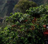 Las organizaciones que participarán de la caravana virtual son: el Comité Departamental de Cafeteros del Cauca, el de Cencoic, en Popayán; Cafinorte, en Santander de Quilichao; y Cafioccidente, en Restrepo. Archivo La Opinión