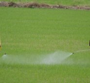 El acuerdo entre productores e industriales, llega en un momento en el que se necesita unión en el sector para llevar alimentos a los hogares de los colombianos en medio de la emergencia ocasionada por la COVID-19. Archivo La Opinión