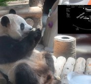 Ultrasonido del panda gigante. AFP