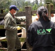 El sector ganadero reclamó sobre la expedición de las guías sanitarias, un problema que tiene paralizada buena parte de la economía ganadera del país. Archivo / La Opinión