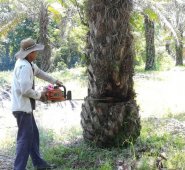 La estrategia desarrolla un aspecto clave de la palmicultura colombiana como la sostenibilidad, aplicando experiencias previas en campo de otros países. Archivo