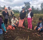 La primera cosecha de papa dio resultado en enero.
 Pepsico-Agronegocios
