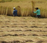 El incentivo dispondrá de recursos por $29.000 millones. Archivo / La Opinión