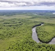 Vista aérea de cultivos ilícitos en Tumaco. Colprensa