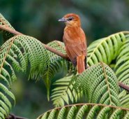 La naturaleza está siendo transformada y destruida a una velocidad sin precedentes en la historia, según Roberto Troya, director regional de WWF para América Latina y el Caribe. Colprensa