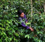 Nespresso aprovechará el Día Internacional del Café (próximo 1 de octubre), para resaltar y celebrar el papel de las caficultoras colombianas. Archivo
