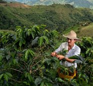 En la normalidad los cafetales florecen en agosto-septiembre en departamentos cuya cosecha principal se da en el primer semestre del siguiente año. Colprensa