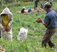 La póliza protegerá los cultivos frente a riesgos naturales de origen climático. Archivo La Opinión
