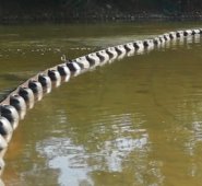 Referencial-La Opinión