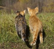 La problemática se está presentando en distintos lugares de la ciudad, por lo que urge atender el tema de manera efectiva. Cortesía