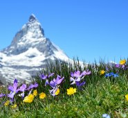 Los Alpes Suizos ocupan un 62,5 % del país. Pixabay reference