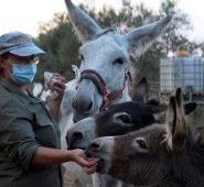 Agobiados por las largas y traumáticas jornadas que han tenido que afrontar por cuenta de la COVID, los médicos encuentran en los burros un alivio. AFP