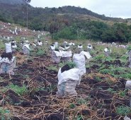 Roberto Ospino / La Opinión 