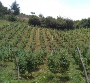 Cácota continúa exportando uchuva a Europa.  Cortesía
