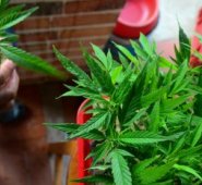 Marihuana con fines recreativos. Archivo / La Opinión