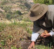 La disminución de la oferta tiene en crisis a los productores de papa. Archivo