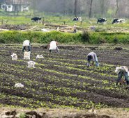 Los productores venden sus productos sin intermediación a través de este esquema. Colprensa