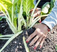 La categoría del Mérito a la Solidaridad en Tiempos de COVID-19 fue otorgada por sus programas sociales a la Fundación formada por los palmicultores del Catatumbo. Archivo La Opinión