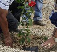 El ministro de Ambiente, Carlos Eduardo Correa, aseguró que si se plantan estos árboles en un solo lugar, equivaldría a reverdecer un promedio de 10 mil hectáreas, es decir, más o menos 14 mil canchas de fútbol.
Archivo