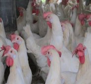 La gripe aviaria ha sido detectada en varias granjas holandesas desde octubre.  Colprensa