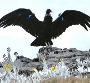 En uno de los últimos avistamientos un cóndor fue observado en Cáchira. Parques Nacionales