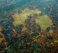Áreas quemadas de la selva amazónica, cerca de Boca do Acre, estado de Amazonas, Brasil. AFP