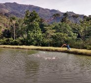 La piscicultura se ha presentado como un camino diferente para el Catatumbo. Cortesía
