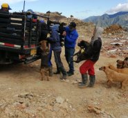 Los animales fueron intervenidos en una clínica veterinaria. Cortesía