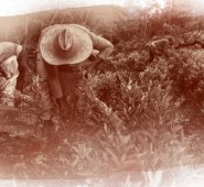 16.096  hectáreas de coca sembradas en Tibú. Cortesía