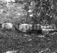 Lo mataron a piedra y botella en una zona boscosa de La Parada. Cortesía