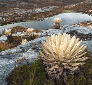 Archivo / La Opinión