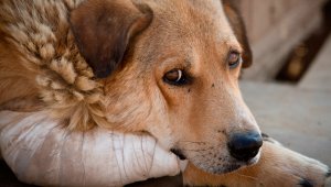 Foto tomada de Internet