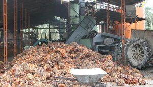 El presidente de Fedepalma, Jens Mesa Dishington, dijo que el sector está en capacidad de duplicar la producción de aceite de palma sin necesidad de sembrar más árboles. Archivo