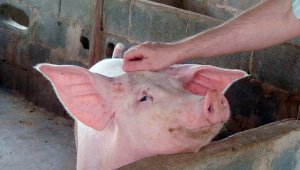 Los cochinos son más inteligentes que perros, delfines y chimpancés. Internet